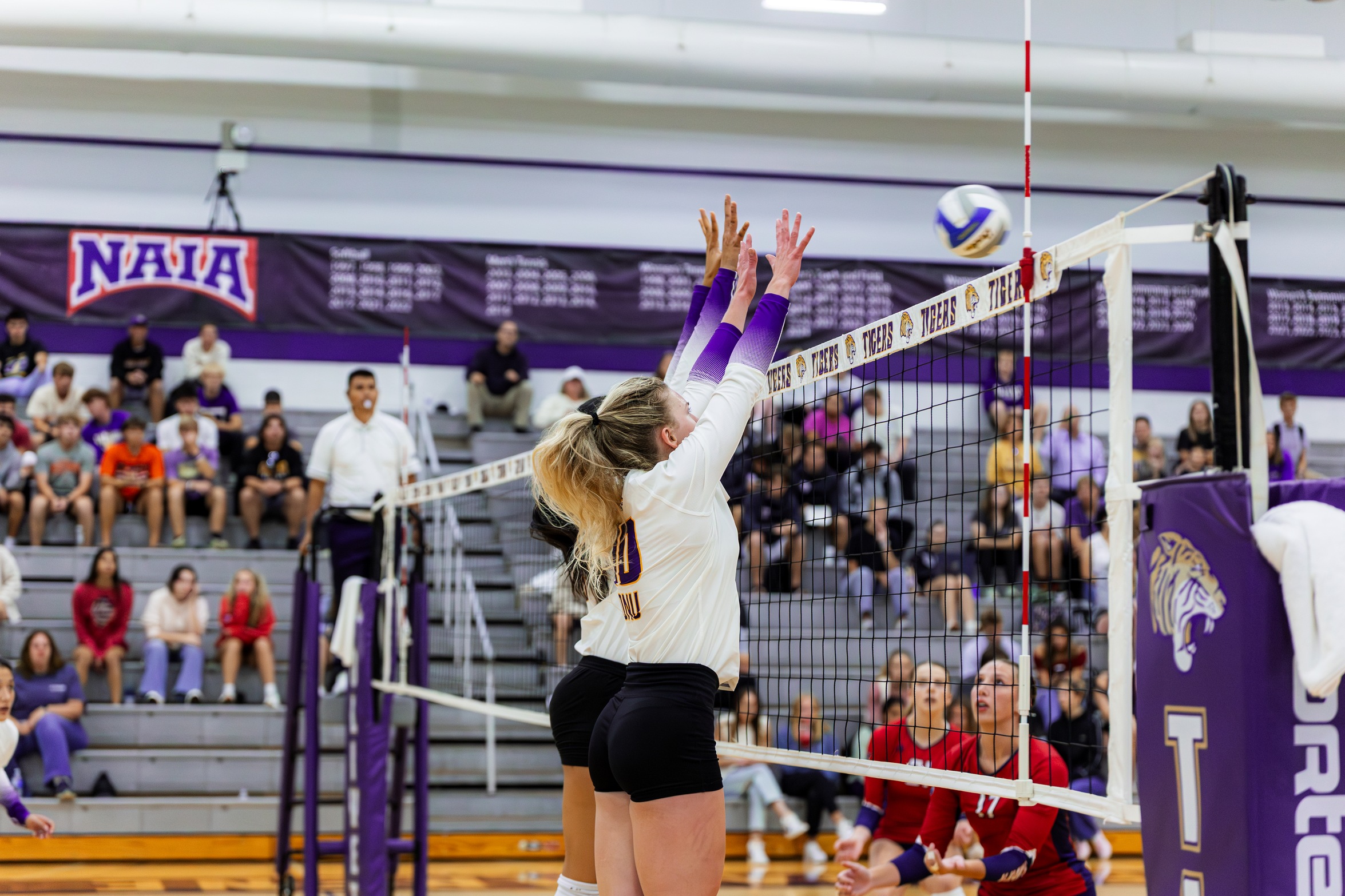 TIGERS SPLIT AT THE FORESTER QUAD